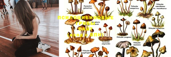 шишки Балабаново